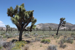 joshua tree